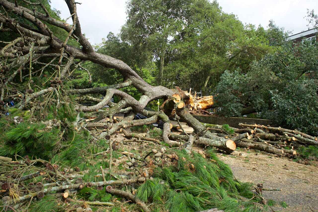 Dead Tree Removal in Emigration Canyon, UT